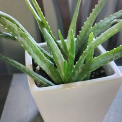 Aloe Chinensis In 6 Inches Ceramic Pot 
