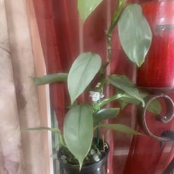 4” Silver Sword Philodendron Plant 