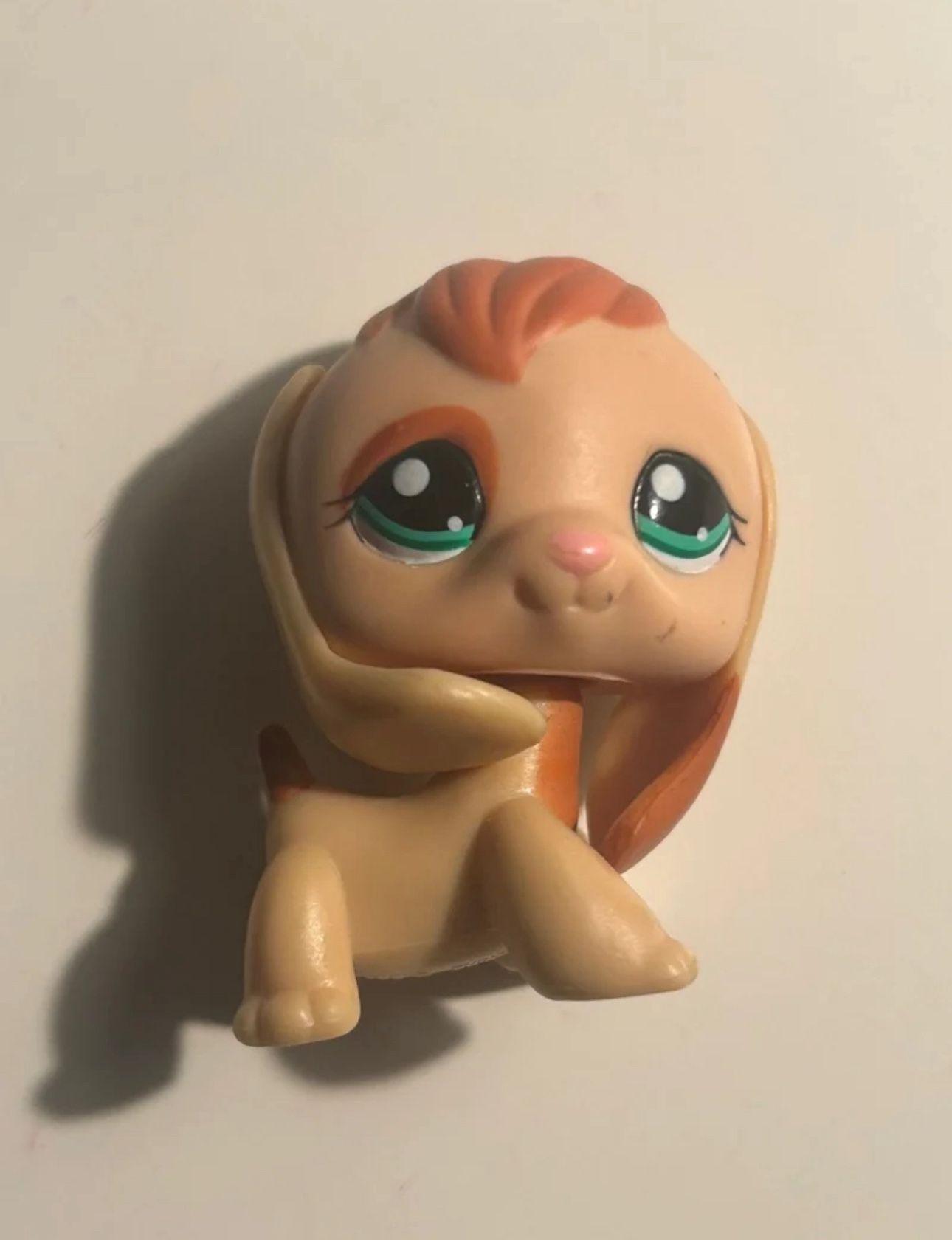LPS Beagle