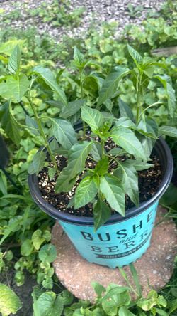 Ghost pepper