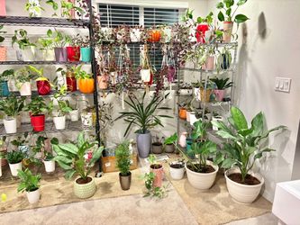Indoor plants 15% Off