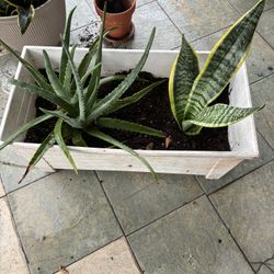 Plants