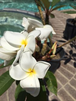 Large Plumeria