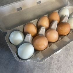 Fresh Eggs