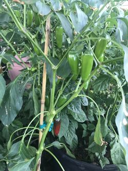Chili plant.