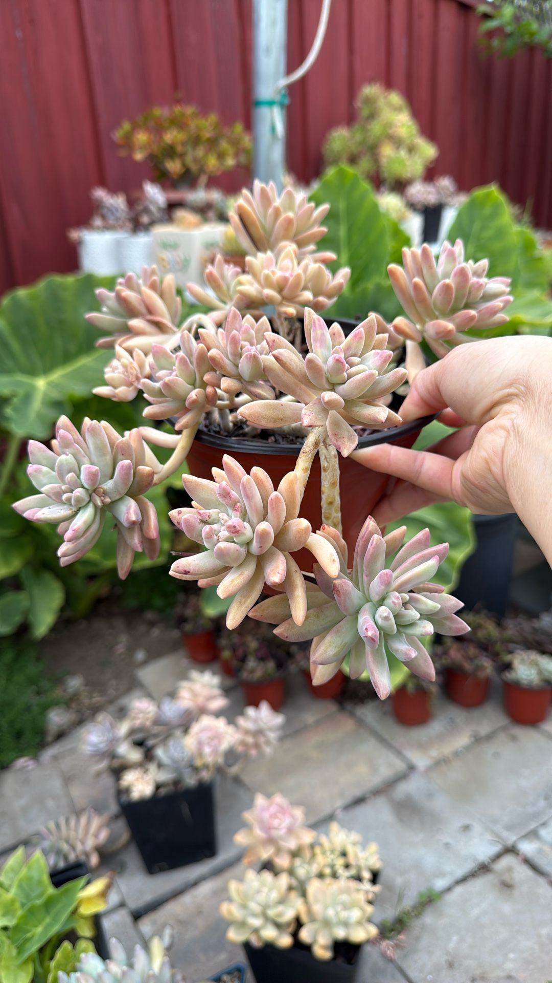 Succulent Plants 6” Pot