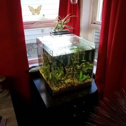 14 Gallon Cube With Puffers