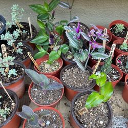 Succulents And More