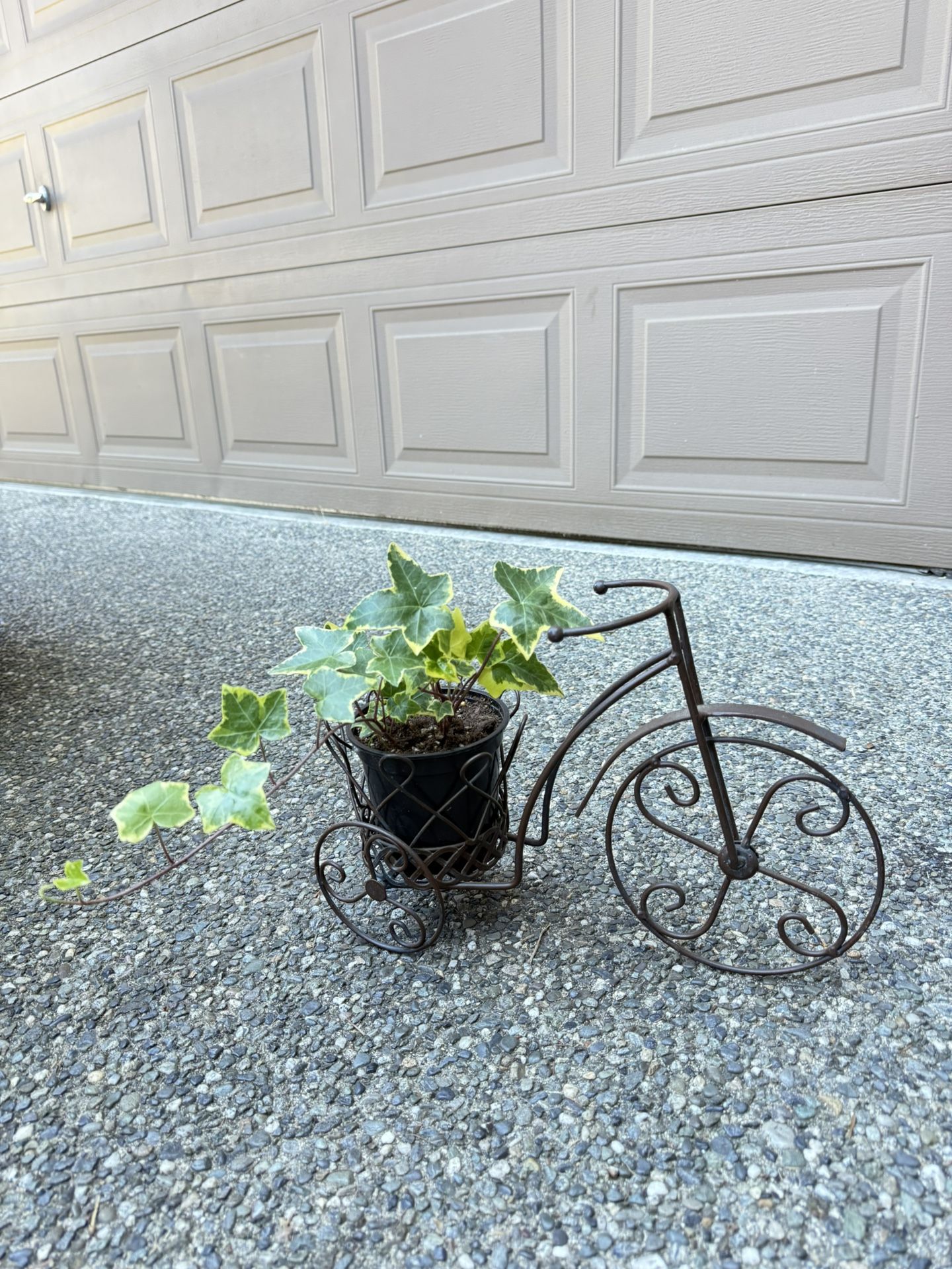 Vintage Wrought Iron Bicycle Plant Holder with Perennial gold Child Ivy Plant
