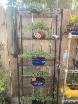 quite a few to choose from Bonsai plants $50 each quite a few to choose from