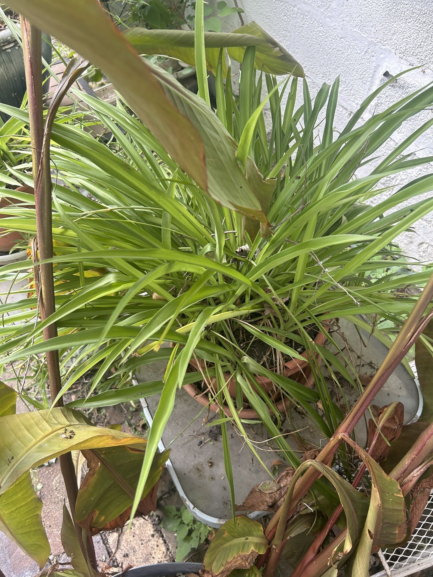 Spider plants