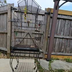 Birds Cage