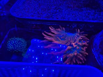 Fake anemone decoration