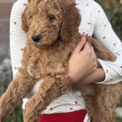 Whelping Box And Crate 