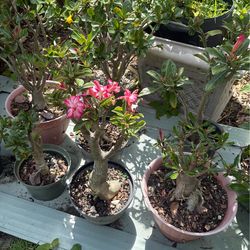 Desert rose $35 each