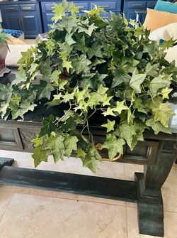 Large  Silk plant