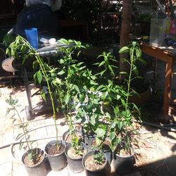 Plantas De Chile piquin.