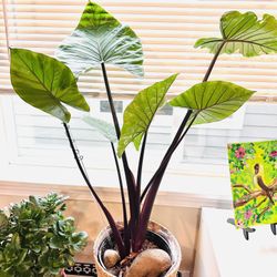 Extra Large Corn Plant 30” In A Ceremic Planter 