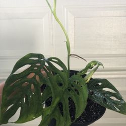 Monstera adansonii/ Swiss Cheese