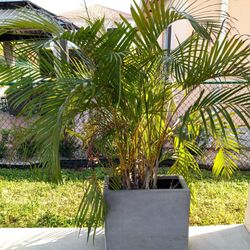 Various Modern Plant Holders And Plants