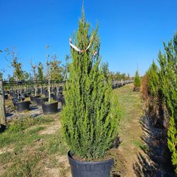 💥💥💥Beautiful 30 gallon Spartan Juniper, about  5ft + tall. delivery and planting  available.💥💥💥