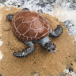 18 Inch Solid Stone Sea Turtle 