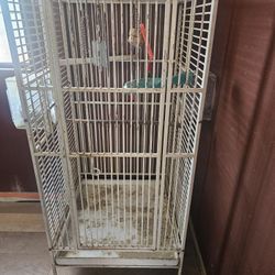 Parrot Cage