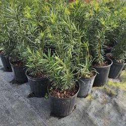 Podocarpus - 3gl
