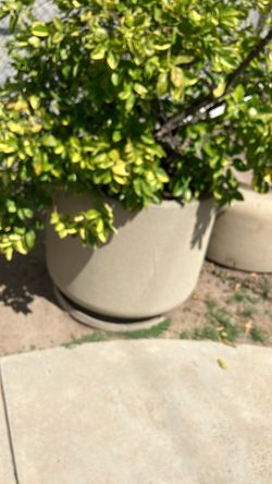 Planters