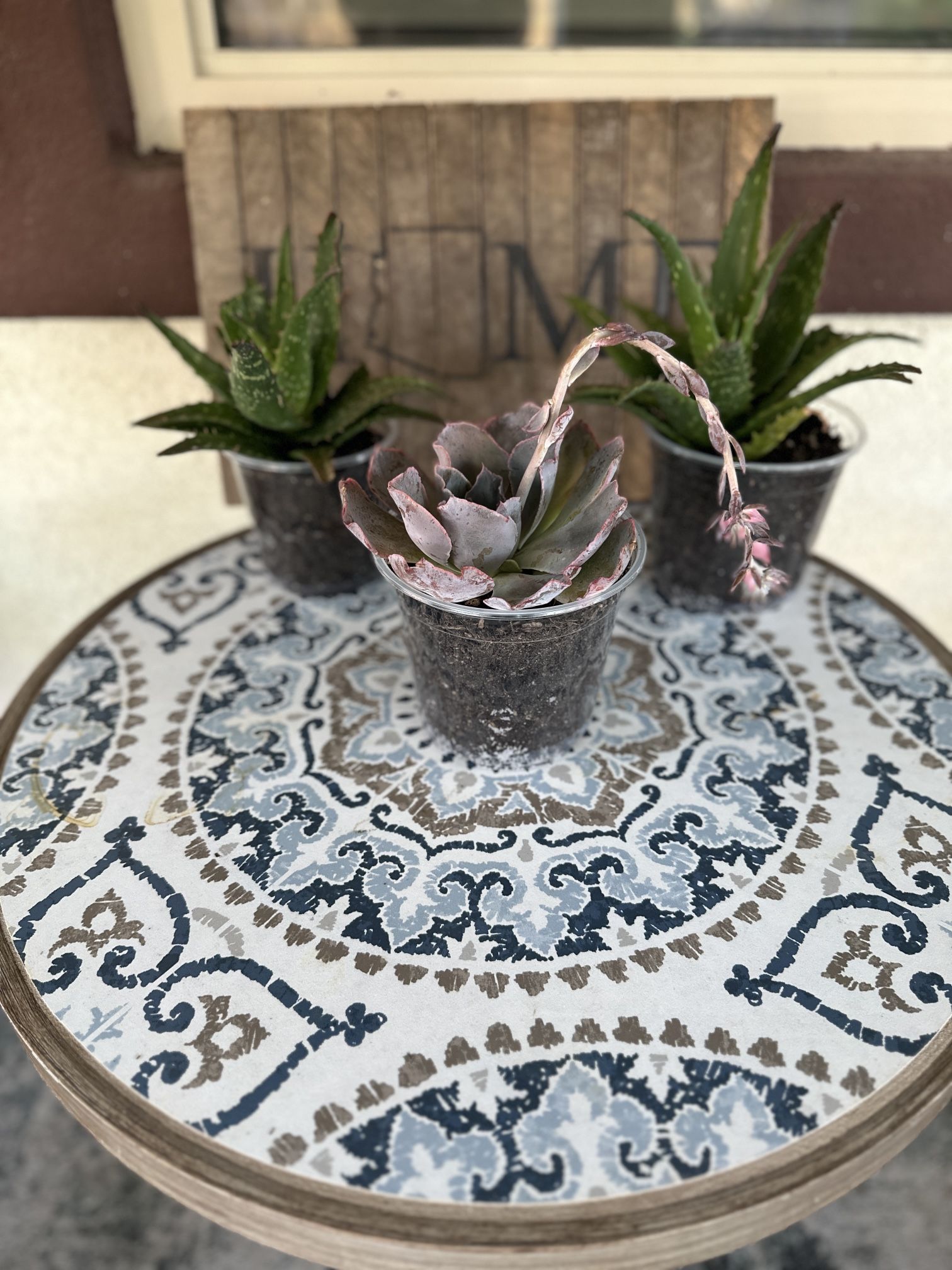 Aloe Vera/Succulents