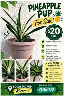 Potted Pineapple Plant - Pot Included-$20