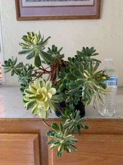Potted succulent
