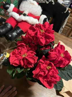 Poinsettias For $4 Each