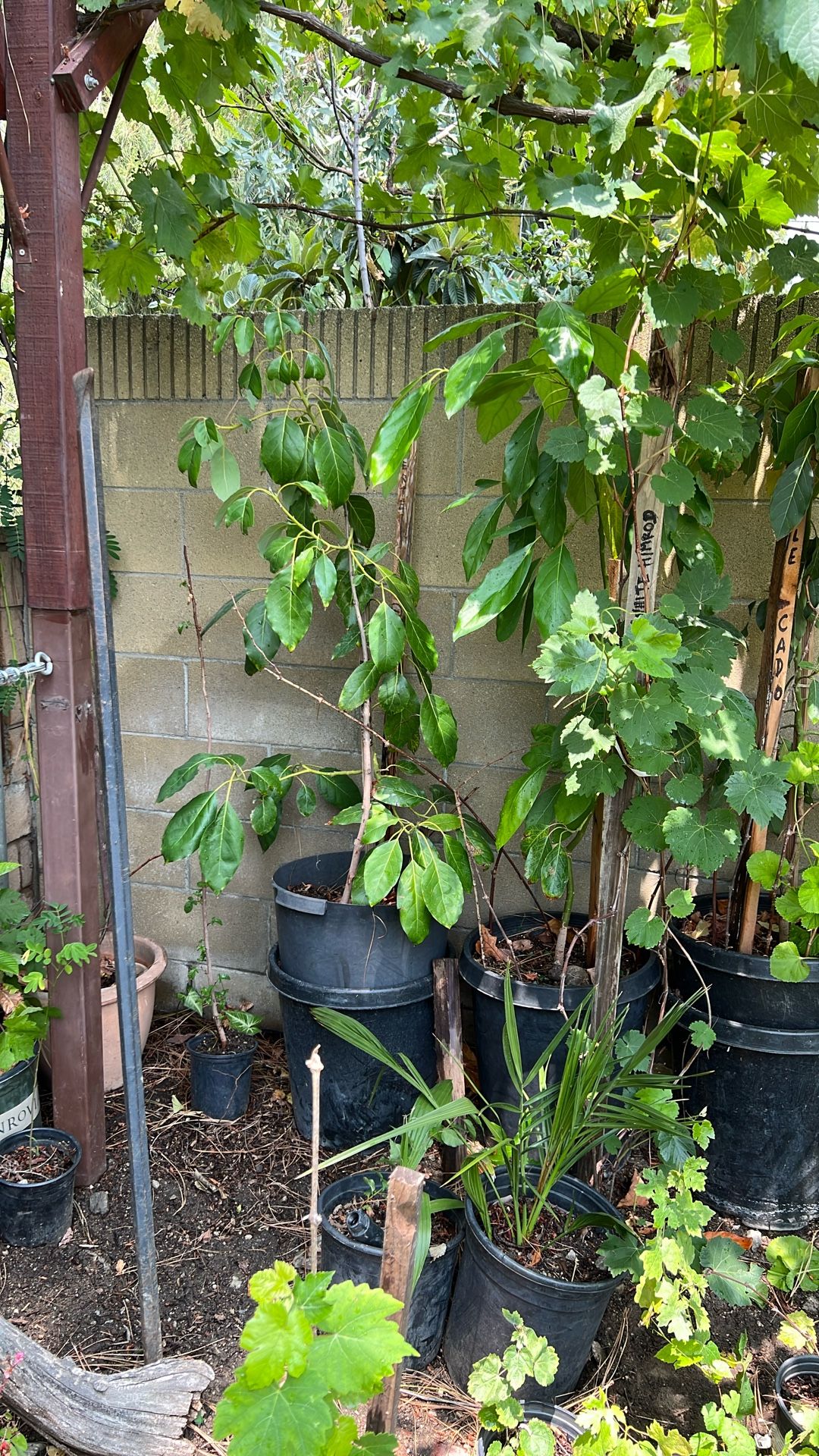 Del Fuerte Avocado. Grafted $25.00 In 15 Gal Pot