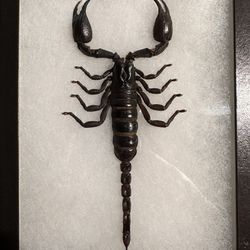 Taxidermy Framed Asian Forest Scorpion (H. Spinifer)