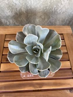 Echeveria Succulent