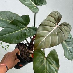 Philodendron Summer Glory Live Plant 6”