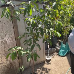 Guayaba Tree