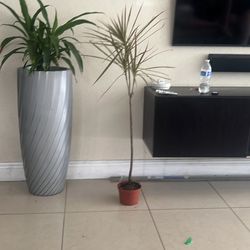 Madagascar Dragon Tail Live Plant Available 5fl