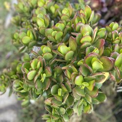 1 Gallon Jade Plant (wealth Plant)