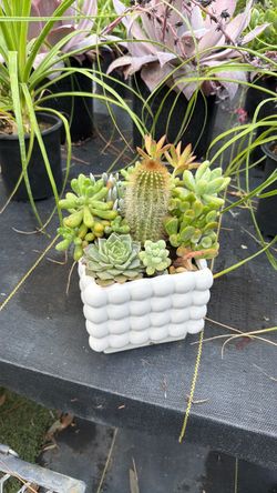 Succulent and Cactus Arrangement in White Bubble Pot