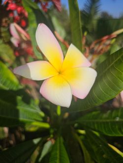 5 gallons Plumerias