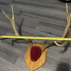 Deer Buck Antler