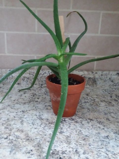 Aloe Vera Plant In Clay Pot