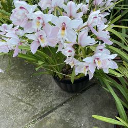 Cymbidium Orchids 
