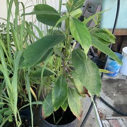 Avocado Plant