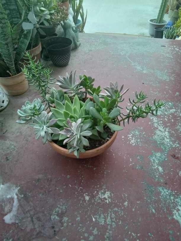 Suculants In Terracotta Pots 10 Each