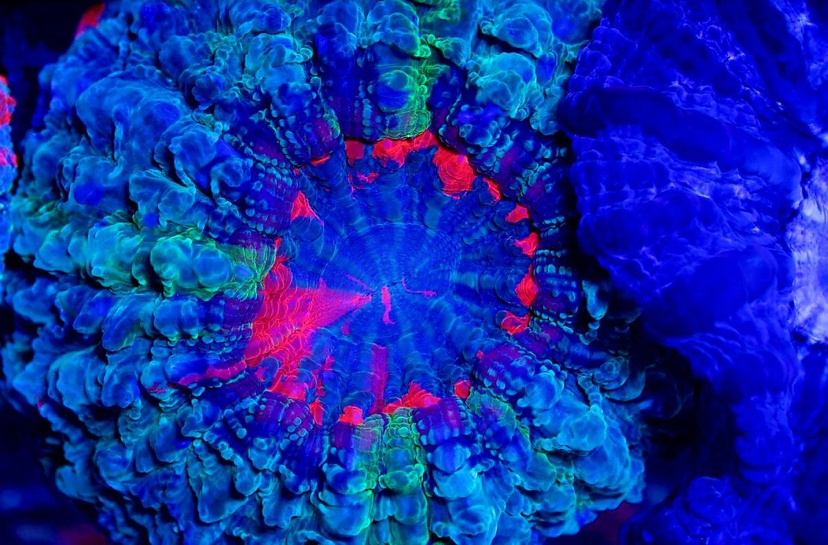 🔥CORALS DECORATIONS FOR MARINE TANK OVER 500 CORALS IN STOCK PICK-UP - DELIVERY - SHIP