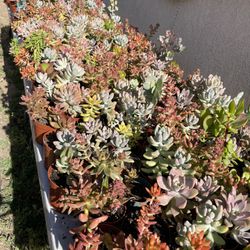 Succulent’s Plants 🌵🪴