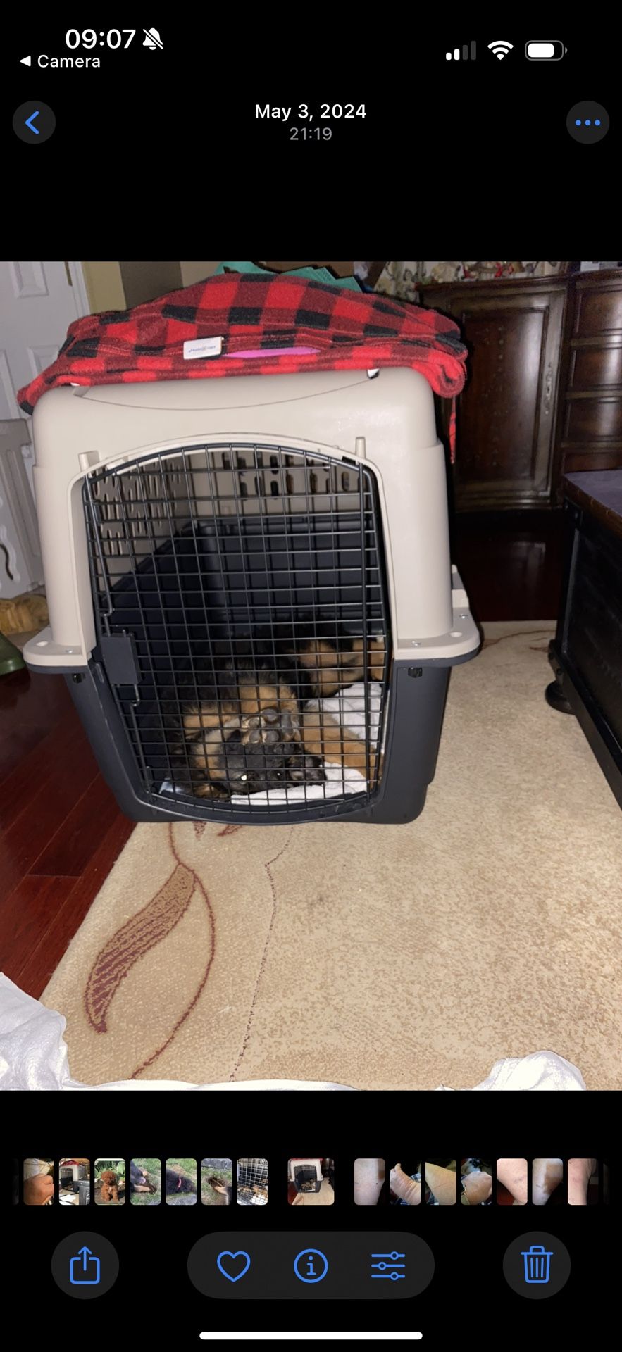 (REDUCED) 36” XL Dog Pet Cat Animal Portable Carrier Kennel Crate